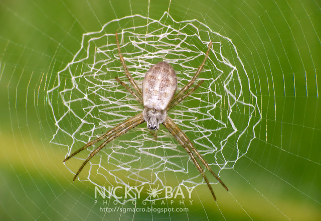 St Andrew's Cross Spider (Argiope sp.) - DSC_1307