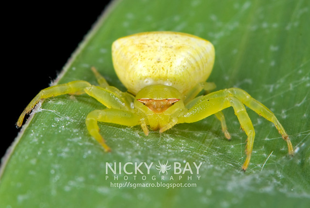 Crab Spider (Thomisidae) - DSC_7962
