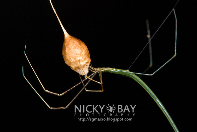 Twig-Like Whip Spider (Ariamnes sp.) - DSC_7709