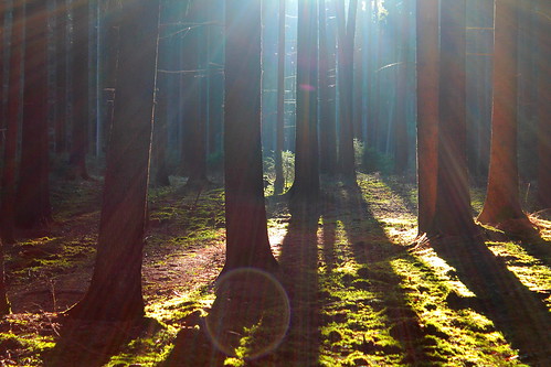 light sun tree nature forest germany landscape bayern deutschland bavaria mood forestfloor wald mystic hallertau