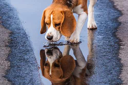 road street portrait dog pet brown white black reflection cute eye beagle wet water animal closeup hair fur puddle outside mammal outdoors one flickr looking view bend drink outdoor side details profile tan hound adorable canine explore reflect single ear looks breed reflexions thirst thirsty domesticated lovable canidae highqualitydogs highqualityanimals