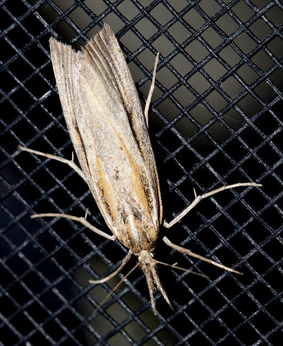 lepidoptera moth upperpeninsula michigan