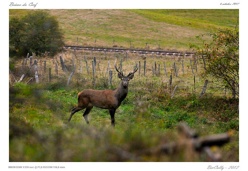france google flickr deer auvergne cerf cantal brame bercolly nikkor500f4afs bellingstag