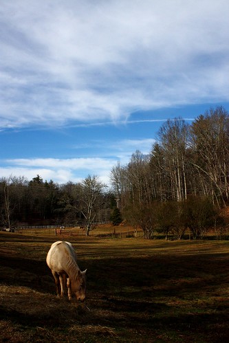 horse nature beautiful field animal nc farm north peaceful pasture carolina