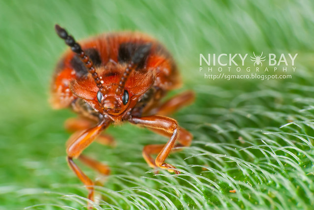 Ladybird Mimic Beetle (Coleoptera) - DSC_2281