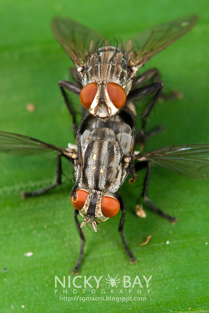 Flesh Flies (Sarrcophagidae) - DSC_7238