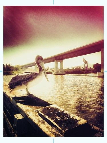 california bridge bird pier fishing pelican antioch hollingsworth antiochbridge iphone5 iphonrography uploaded:by=flickrmobile flickriosapp:filter=nofilter