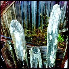 'And the fence posts in the moonlight look like bones.'