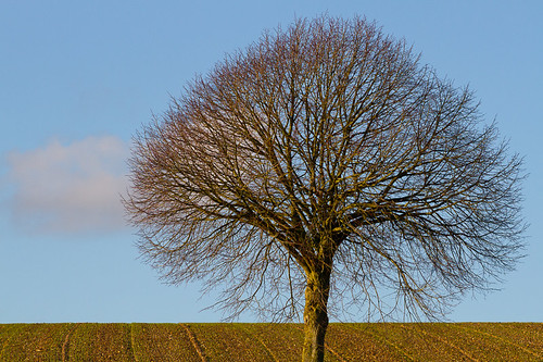 trees winter sky france green rural landscape countryside bare hill verdant nordpasdecalais tranquil hestrus