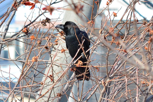 ハシブトガラス (Jungle Crow)