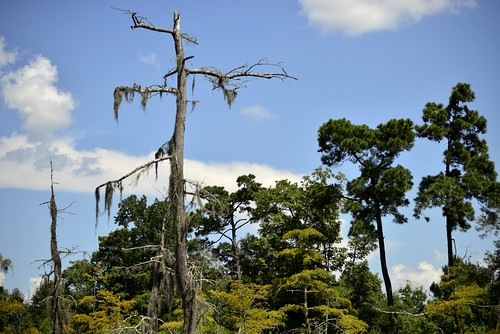 tx texas visitorcenter swamp nature natural