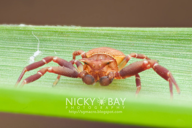 Crab Spider (Thomisidae) - DSC_3493