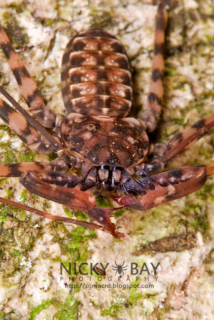 Tailless Whip Scorpion (Amblypygi) - DSC_8002