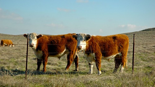 california usa landscape nikon cattle nikond70s dslr farhorizon sanjoaquincounty