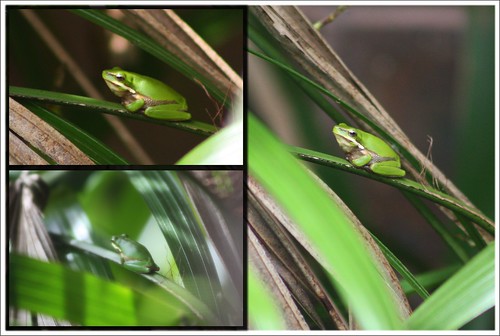 australia frog newsouthwales treefrog alstonville