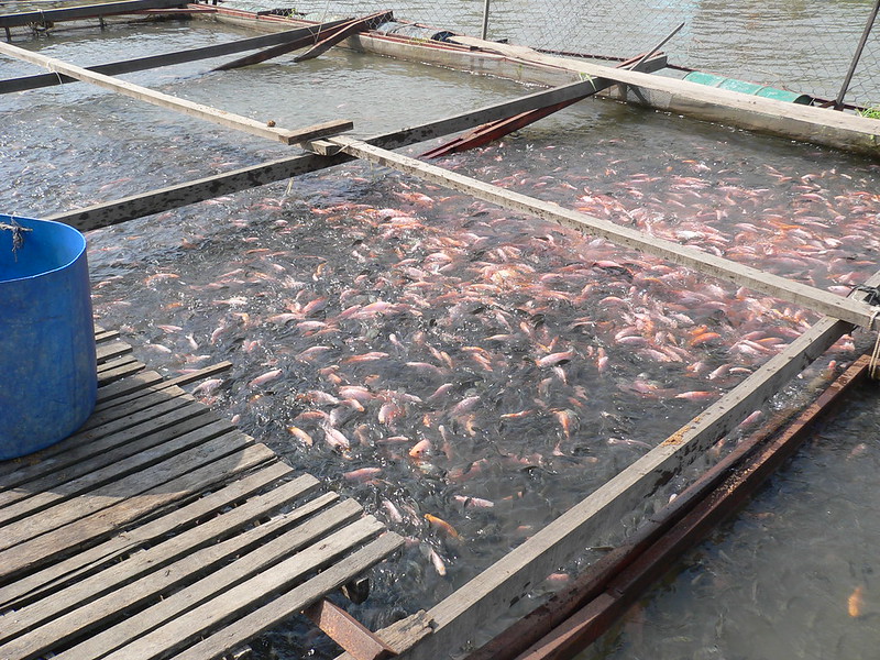 Tilapia farming in floating cages in Vietnam. Photo by Khaw Hooi Ling, 2007.