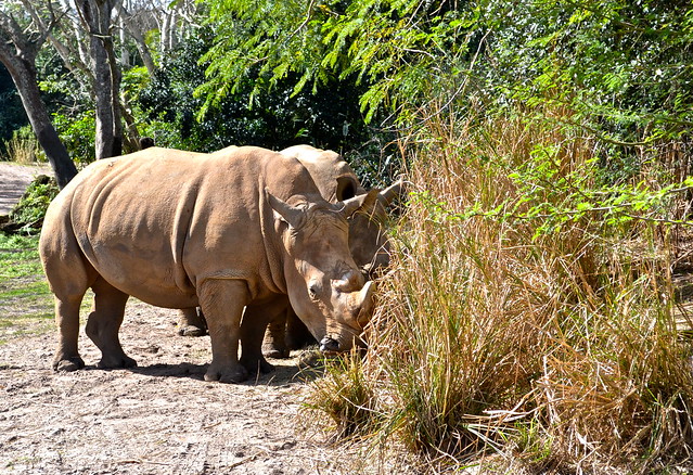 white rhino at the animal kingdom in florida