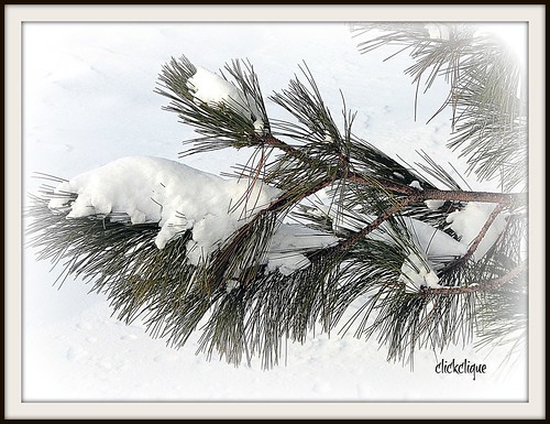 winter snow tree pine branch frosty needles naturescarousel