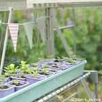 Growing seedlings in my greenhouse