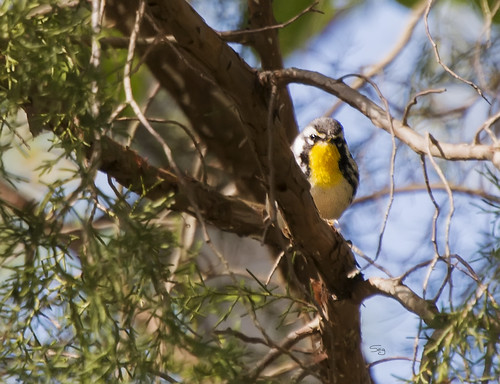 birds newworldwarblersparulidae passeriformesperchingbirds va yrsp flickr williamsburg virginia unitedstates