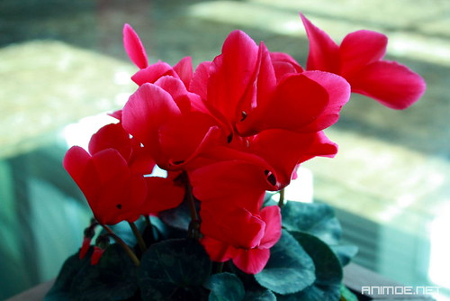 cyclamen Gardening