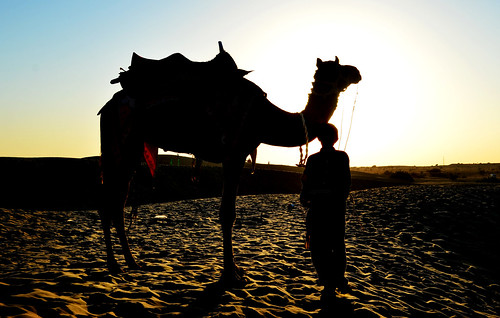 silhouette nikon sam desert kitlens camel silhoutte sanddunes jaisalmer thar rajasthan camelsafari samdhani d5100 nikond5100 nikon1855mmf3556afsvrdx