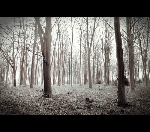 camera trees light white black contrast woodland kent woods moody cross retro system valley processing fujifilm dreamy tall atmospheric compact elham xe1