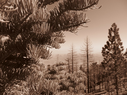 trees nature sepia forest canon landscape outdoors scenery view hiking powershot socal pines vegetation vista southerncalifornia sierranevadamountains easternsierra kerncounty southernsierra piutemountains hundredpeakssection sx260 sorrellpeak