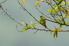 Yellow-bellied Tanager
