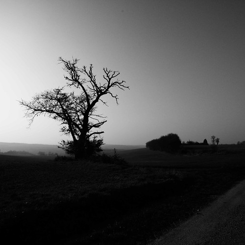 white black tree landscape shadows landes delphineroux delphinerouxphotographie
