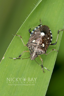 Stink Bug? (Pentatomidae?) - DSC_8531