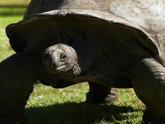 Flickr: The Fauna of the Seychelles Islands Pool