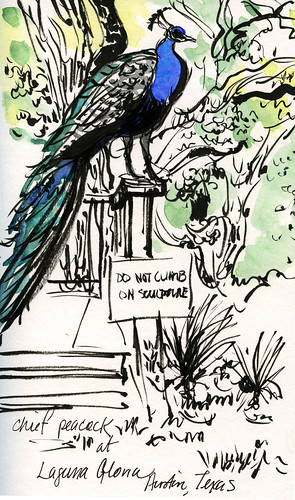 Austin sketches: peacock at Laguna Gloria