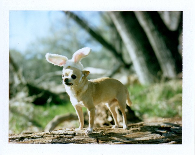 It's Chihuahua Bunny season!