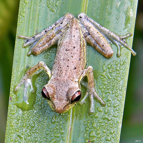 tree nikon florida frog coolpix treefrog palmbeachcounty frenchmansforestnaturalarea