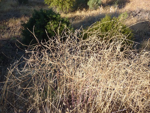 plantas hirschfeldia sierradetabuenca lasierra crucíferas hirschfeldiaincana hemicriptófito aragón spain floraibérica origfilenamep1120170jpg