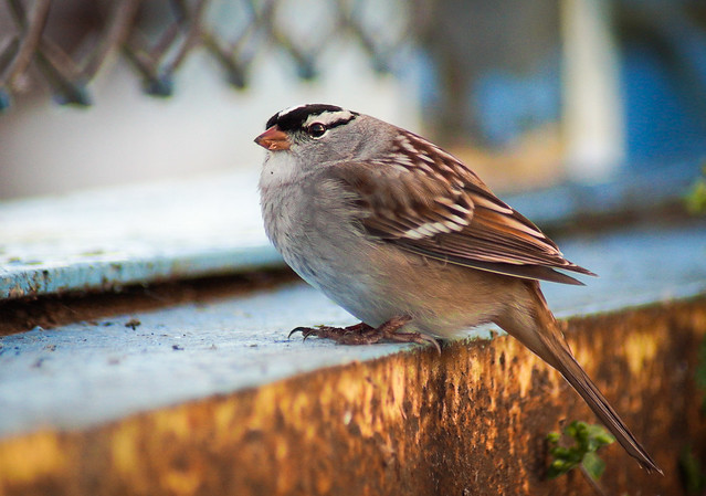 Sparrow, White Crowned Sparrow, Bird, Cute, Sitting, Brown