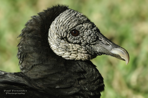 nationalpark florida everglades evergladesnationalpark vulture blackvulture royalpalm vultureblack