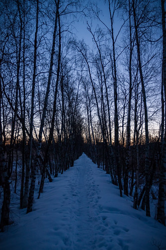 morning trees winter snow cold tree sunrise canon espoo finland dark dawn path walk footprints canonef1740mmf4lusm uusimaa otaniemi