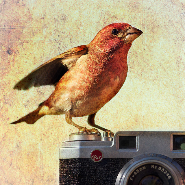 Camera Finch
