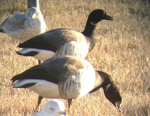 birds newcastle geese birding goose batterypark delaware digiscoping brant iphone phoneskope