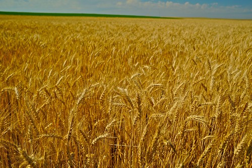 washington spokane wheat