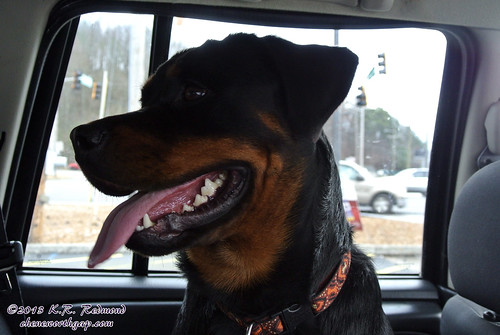 rescue knoxville rott tennessee faith rottweiler rottie southernstatesrescuedrottweilers nikon1j1