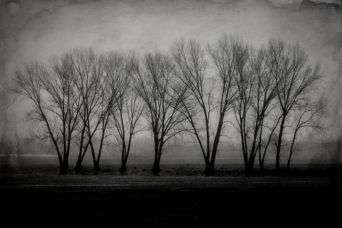 trees blackandwhite bw nature rural dark landscape countryside scary fear dream nightmare mistery