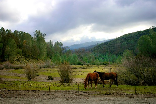 california trees horses clouds rainyday meadow meadows roads livermore treesky livermoreca minesroad