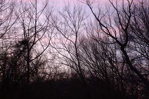 trees sunset tx vanalstyne sunsettrees weatherjournal toowarmforjanuary
