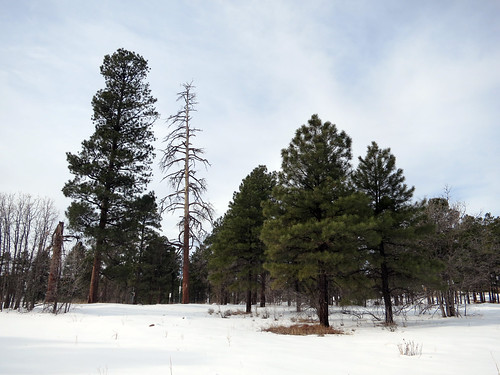 trees winter arizona usa snow landscape day unitedstates flagstaff 2012 canonpowershots100 riseofthephoenix pwwinter