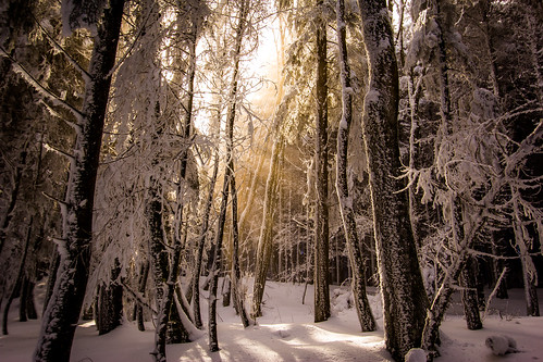schnee winter sunlight snow fairytale forest canon eos schweiz switzerland licht mood suisse swiss svizzera sonne 1022mm stimmung märchenwald baselland belchen narnja 60d bölchen basellandschaft baselcountry simonmangold