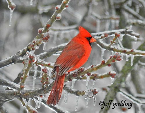 winter plants bird ice weather birds cardinal icestorm cardinals extremeweather