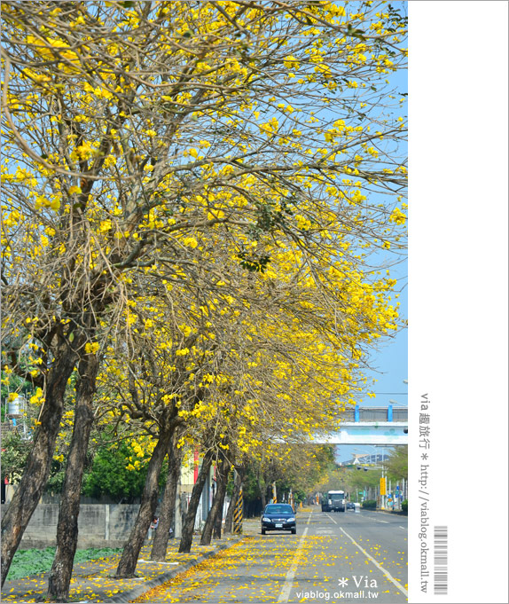【黃金風鈴木】台灣最美、最長的黃金之路！就在彰化溪州台一線～6